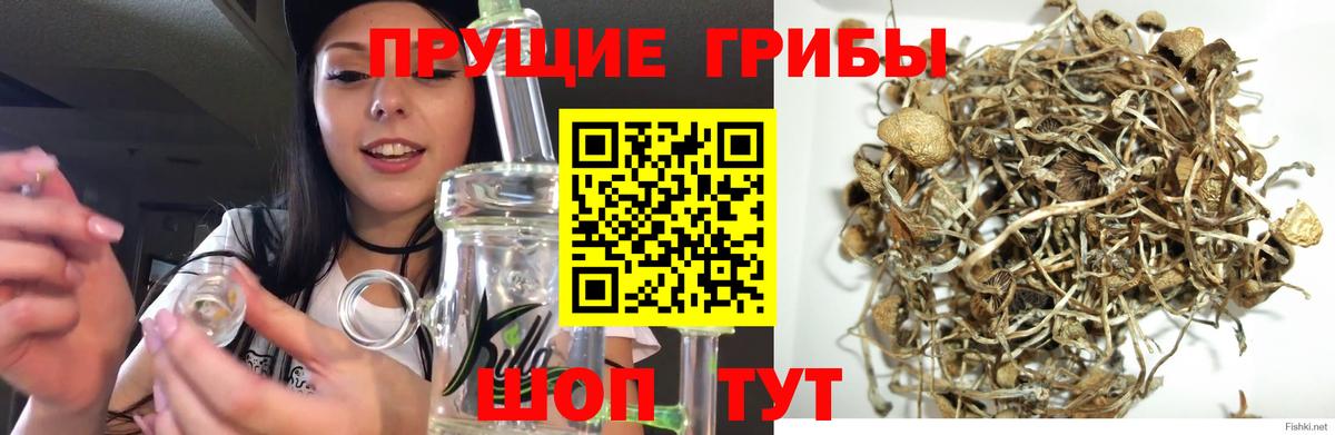 Галлюциногенные грибы Cubensis  Вход с VPN  Заволжье 
